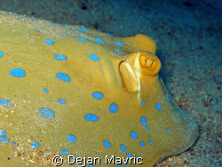 Blue spotted ray at Abu Galawa taken with SP-350 at ISO 1... by Dejan Mavric 